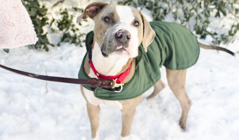 COLD WEATHER PET SAFETY
